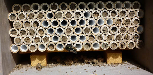 Mason Bee