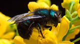 Mason Bee close-up