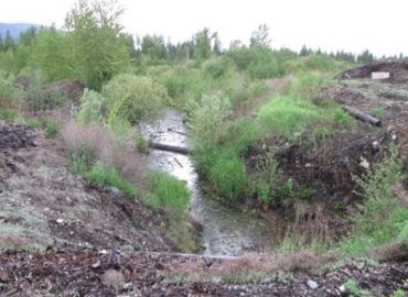 Wood Waste In Sediments