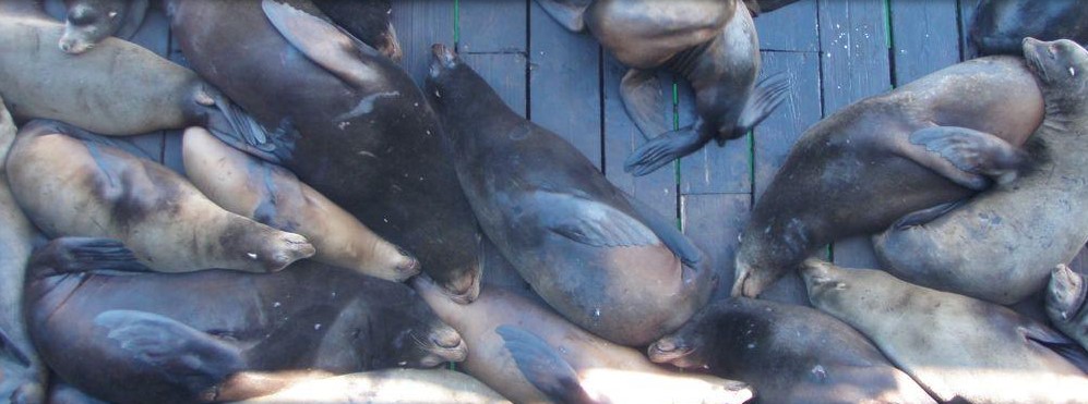 A group of seals laying next to one another