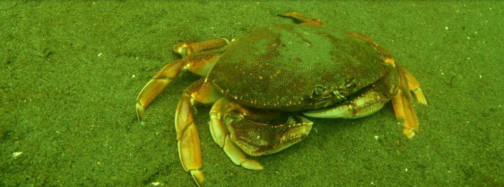 a crab underwater