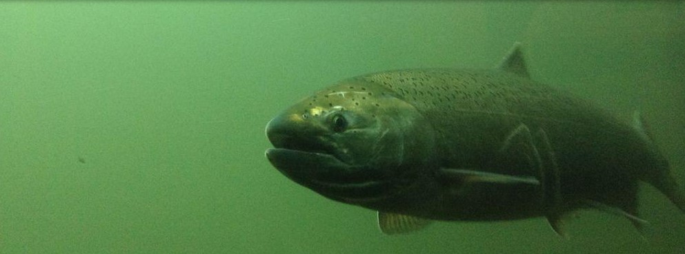 a fish swimming underwater