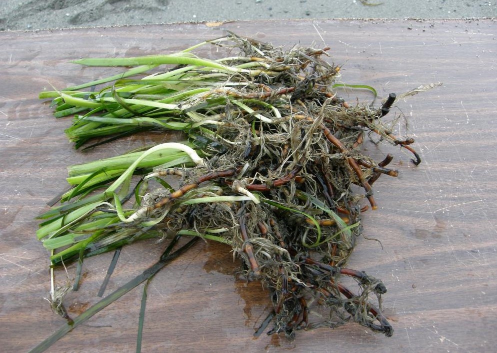 Seaweed on top of water