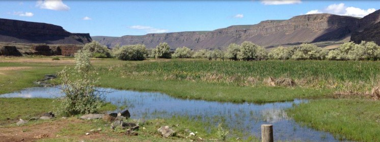 Wetlands